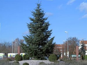Weihnachtsbaum Friedrichstal 2012